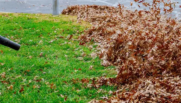 detail-leaf-removal